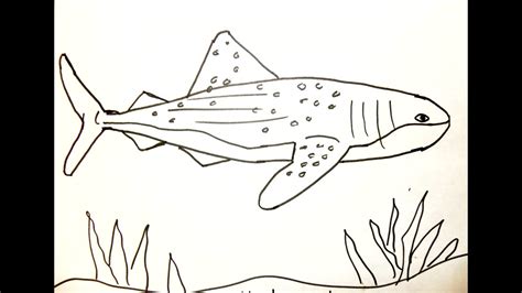 How To Draw A Whale Shark For Kids Images And Photos Finder