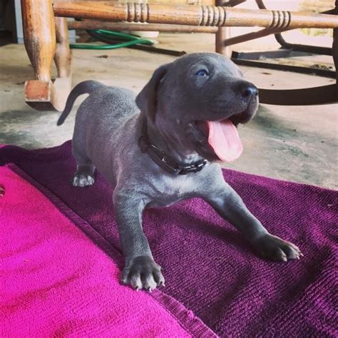 Maltipoo puppies can be found in a many different colors. Blue Lacy Puppies for Sale LDBA/ABLA Registered