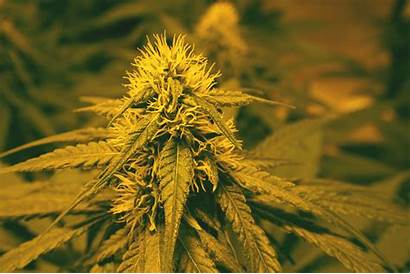 Autoflower Grow Marijuana Plants Lot