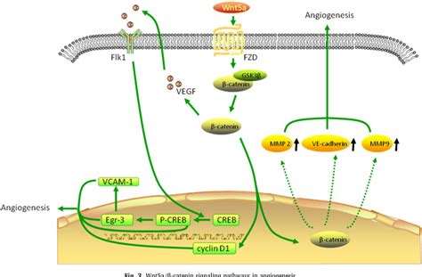 Wnt5a And Its Signaling Pathway In Angiogenesis Semantic Scholar