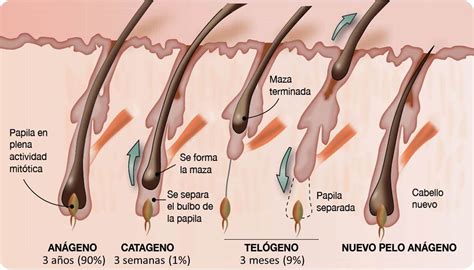 Anatomía Del Pelo Y El Ciclo Folicular Tricología Y Trasplante