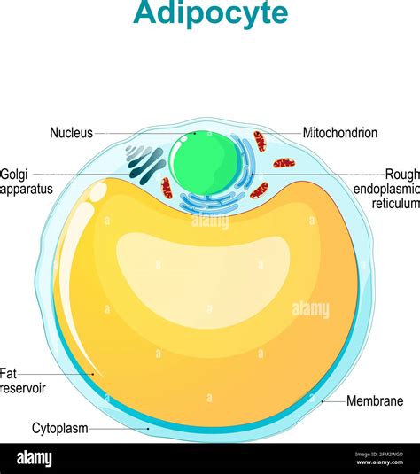 Anatomie Des Cellules Graisseuses Structure Adipocyte Illustration