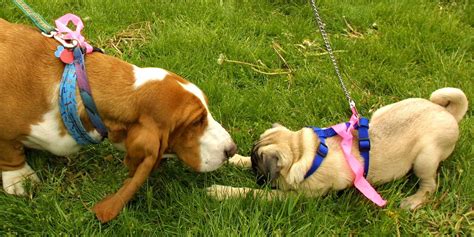 Dogs Communicate With Other Dogs With A Wag Their Tail Business Insider