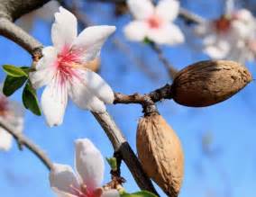 Buds Blossoms And Ripe Almonds Walk With God