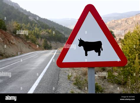 European Traffic Sign Cows On The Road Stock Photo Alamy