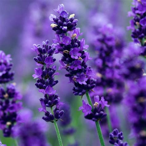 True Lavender Seeds Lavandula Angustifolia Mill Price €200