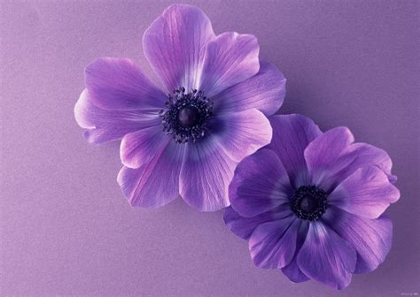 Purple Flower Backgrounds Pictures