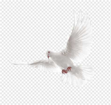 Columbidae Holy Spirit Doves As Symbols White Flying