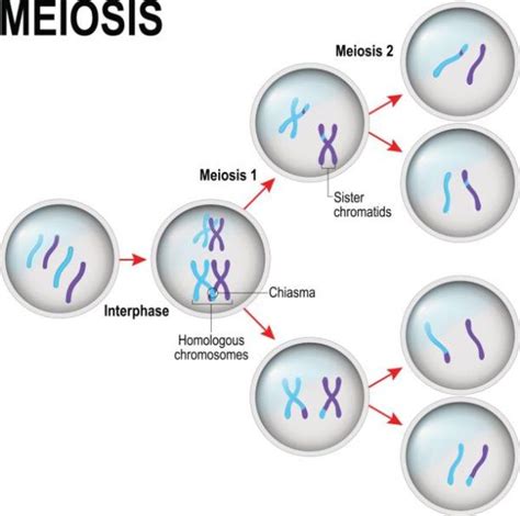 Fases De La Meiosis Qu Es Proceso Y Caracter Sticas Diferenciando