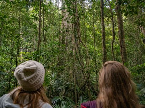 Minnamurra Rainforest Centre Budderoo National Park Nsw Holidays