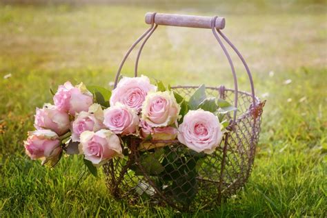 Basket Of Pink Roses 1566792 Askmariatodd