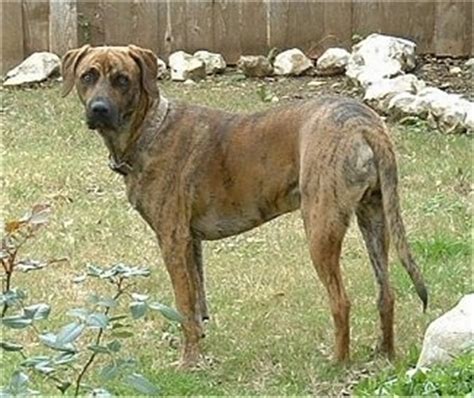 black mouth cur dog breed information  pictures