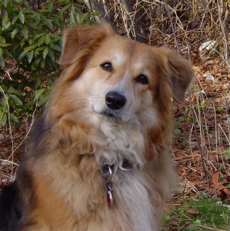 The german shepherd breed is generally considered one of the most intelligent, dedicated, loyal, and family orientated companions available in the doggy world. German Shepherd Collie Mix - AllMutt.com