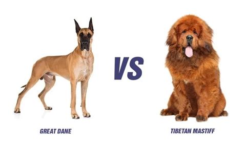 Tibetan Mastiff Vs Great Dane Top 10 Differences