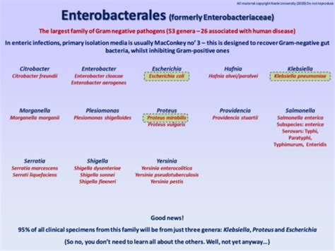 Kaarten Pathogens Ii Enteric Gram Negative Bacteria And Gi