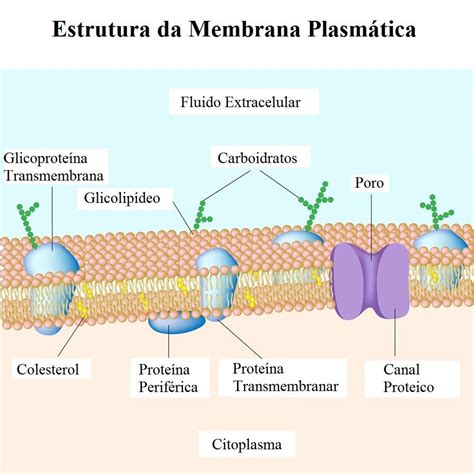 Membrana Plasm Tica Ou Celular Fun Es E Estrutura Toda Mat Ria 157914