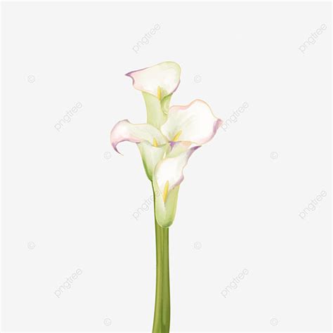 Calla Lily PNG Image White Calla Lily Wedding Floral Greeting Card