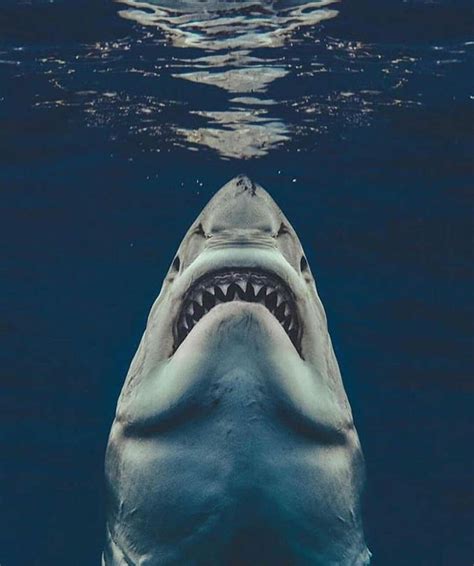 Sir andrew smith gave it the generic name carcharodon in 1833, and in 1873 the generic name was. The Great White Shark hunting from below #photo #filler ...