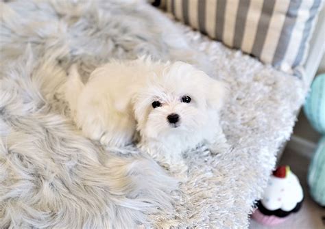Twinky The Teacup Maltese 3400 Top Dog Puppies