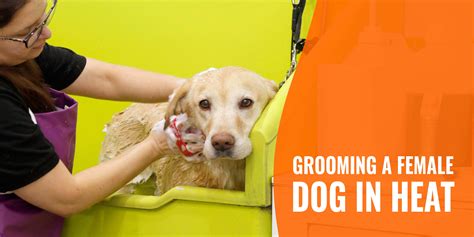 Grooming A Female Dog In Heat Cleaning Grooming And Faqs