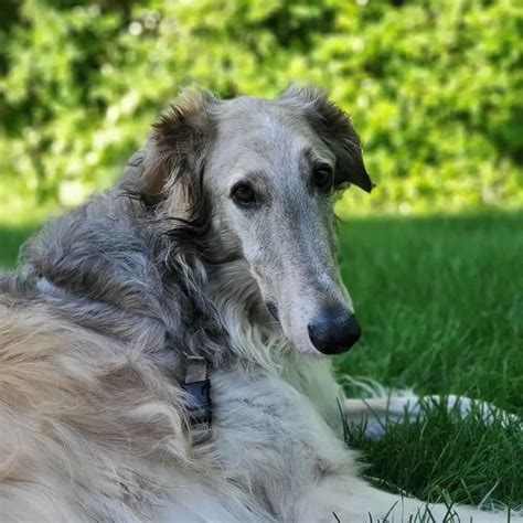 These 15 Borzoi Colors Are The Next In Fashion