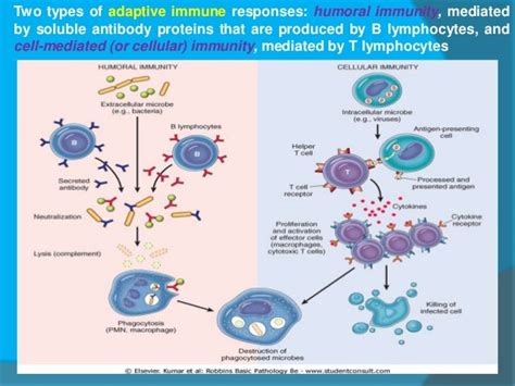 what is humoral versus cell mediated immunity quora