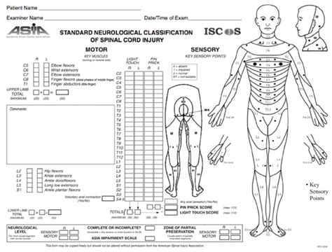 Spinal Cord Injury Classification Musculoskeletal Key