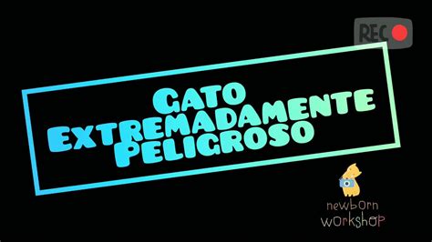 Gato Muy Peligroso 🤣 Video De Gato Youtube