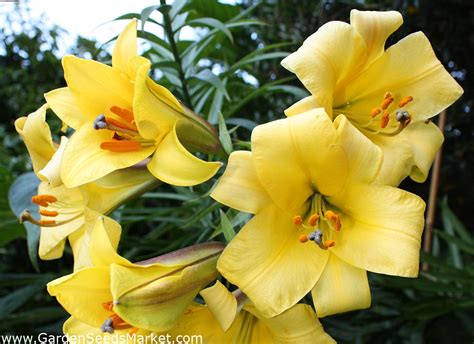 Lilium Lily Golden Splendor Pack Xl Pcs Garden Seeds Market