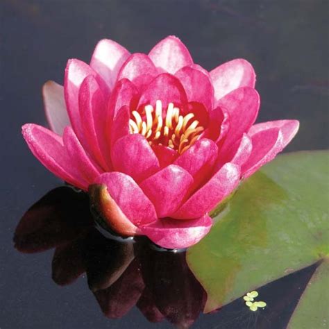 Nymphaea Perrys Baby Red Small Spread Hardy Water Lilies