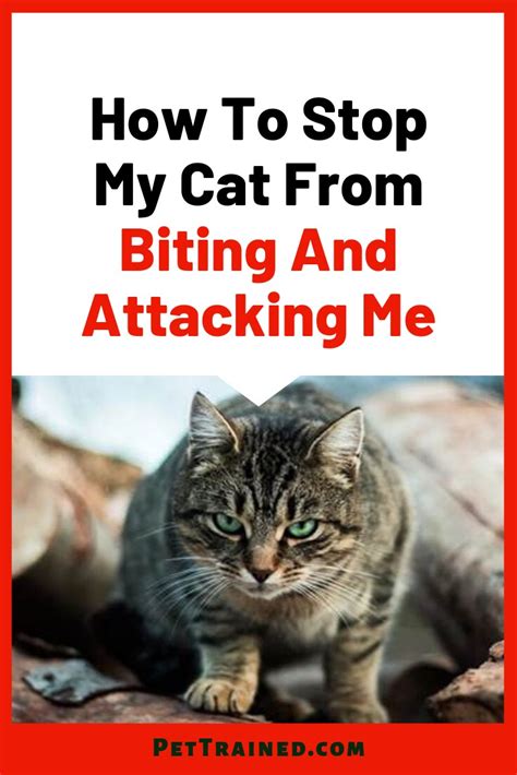 How To Stop My Cat From Biting And Attacking Me Pet Trained