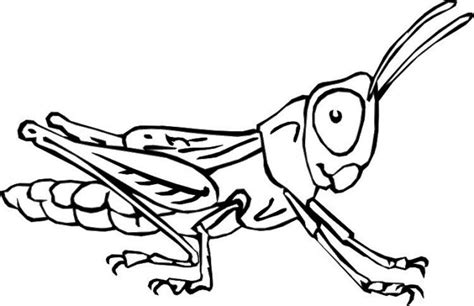 Photos Bild Galeria Coloring Page Insect