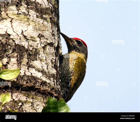 Streak Throated Woodpecker Picus Xanthopygaeus Stock Photo Alamy