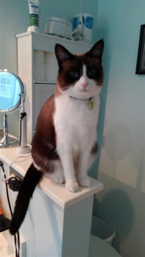 Lost Cat Snowshoe In Mount Pleasant Sc Lost My Kitty