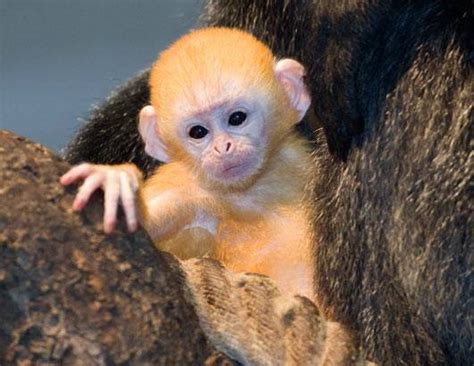 Animals Zoo Park Cute Baby Animals 18 Baby Animals Cute Pictures Gallery