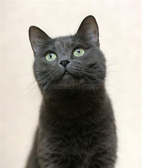 Funny Gray Cat Sitting Stock Image Image Of Animal 136352291