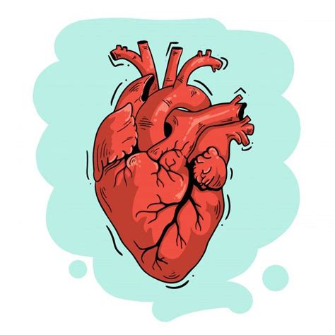 Premium Vector Vector Illustration Anatomical Heart Anatomical