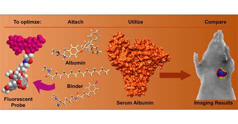 How Do You Increase Albumin Levels In Dogs