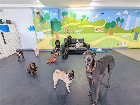 BE MORE DOG - Sydney Inner West Local Dog Daycare, Dog Training, Dog