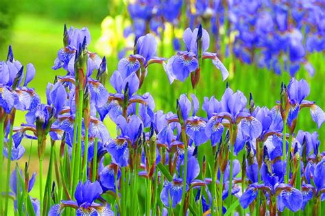 How To Plant And Grow Iris Flowers Gardeners Path