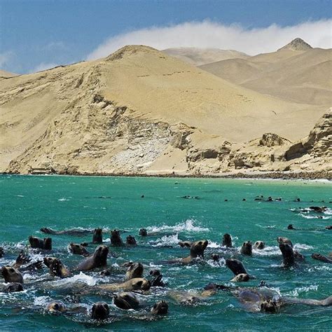 Discover The Wildlife Of Paracas Nature Reserve