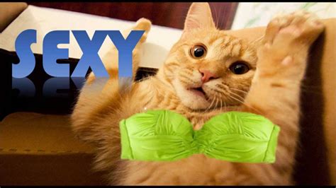 Sexy Cat Youtube