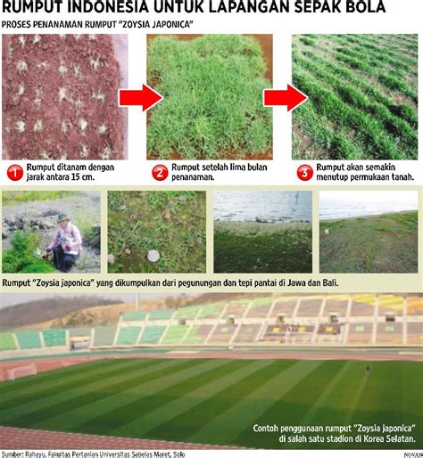 Rumput grinting cocok untuk ditanam di lapangan olahraga (golf dan sepak bola) serta sebagai penutup tanah di halaman rumah. Rumput Indonesia Dipakai di Korea | MBagusONLINE.COM