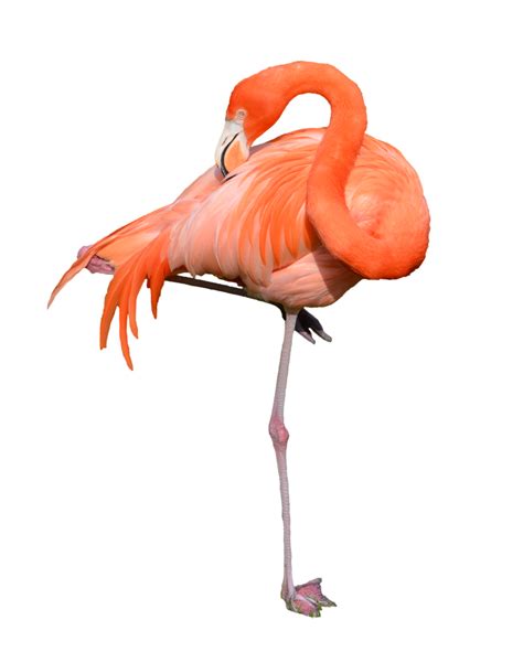 Flamingo Png Transparent Image Download Size 1600x1995px