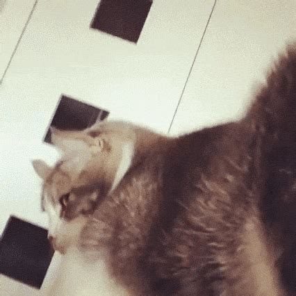 Wiggle Gif Find Share On Giphy