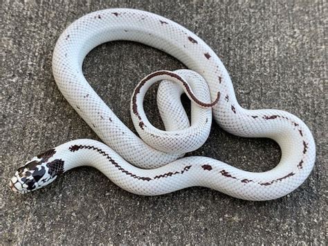 High White California King Snake For Sale Snakes At Sunset