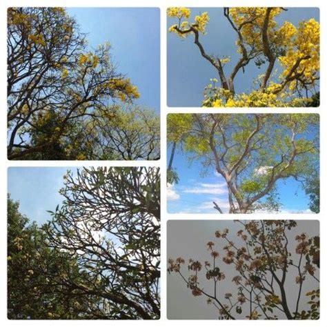 From october to january the heavily scented blossoms of millingtonia hortensis (indian cork tree) appear in bunches looking like starry firework.according. Trees in Flowering mode in Spring 2015. Bangalore ...