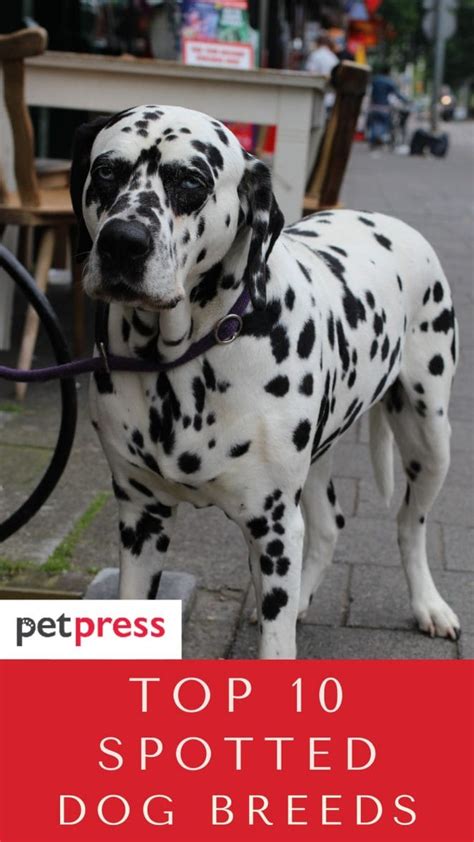 10 Popular Spotted Dog Breeds That Will Melt Your Heart