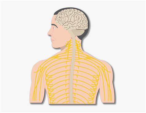 Transparent Nervous System Png Labelled Diagram Of Organs In Nervous