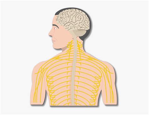 Human body nervous system nervous system diagram nervous system anatomy peripheral nervous system. Unlabeled Labeled Nervous System Diagram - Aflam-Neeeak
